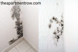 mold in apartment florida