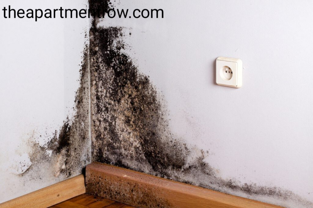 mold in apartment florida