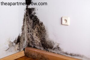 mold in apartment florida